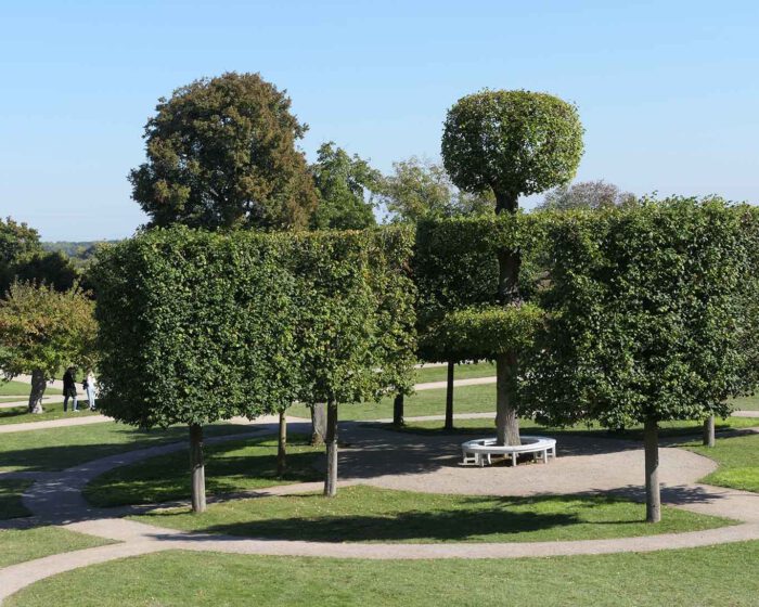 Baumgruppe arifiziell beschnittener Buchen im Konventgarten.