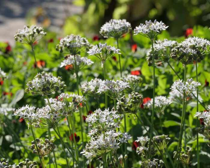 Blühender Knoblauch vor blühenden Buschbohnen im Kräutergarten.