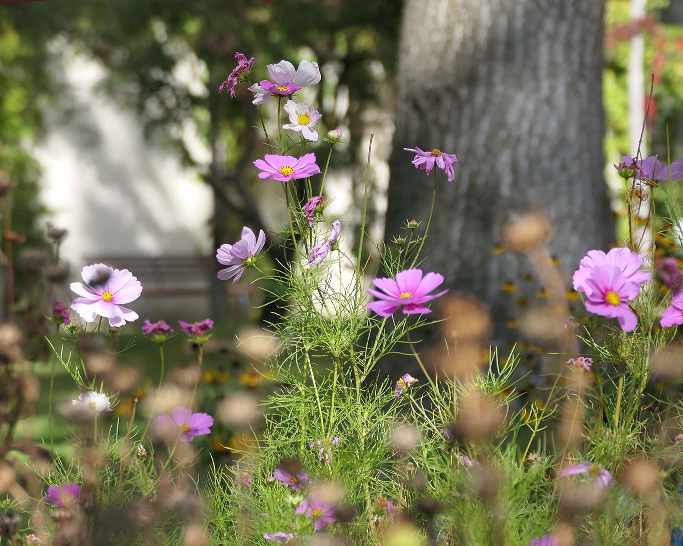 Cosmeen im Paradiesgarten Park Sanssouci