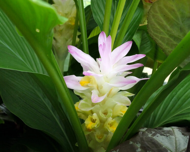 Curcuma – mehr als ein Gewürz