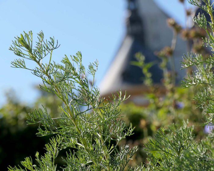 Die Eberraute darf in keinem Klostergarten fehlen. In Neuzelle wächst sie im Kräutergarten.