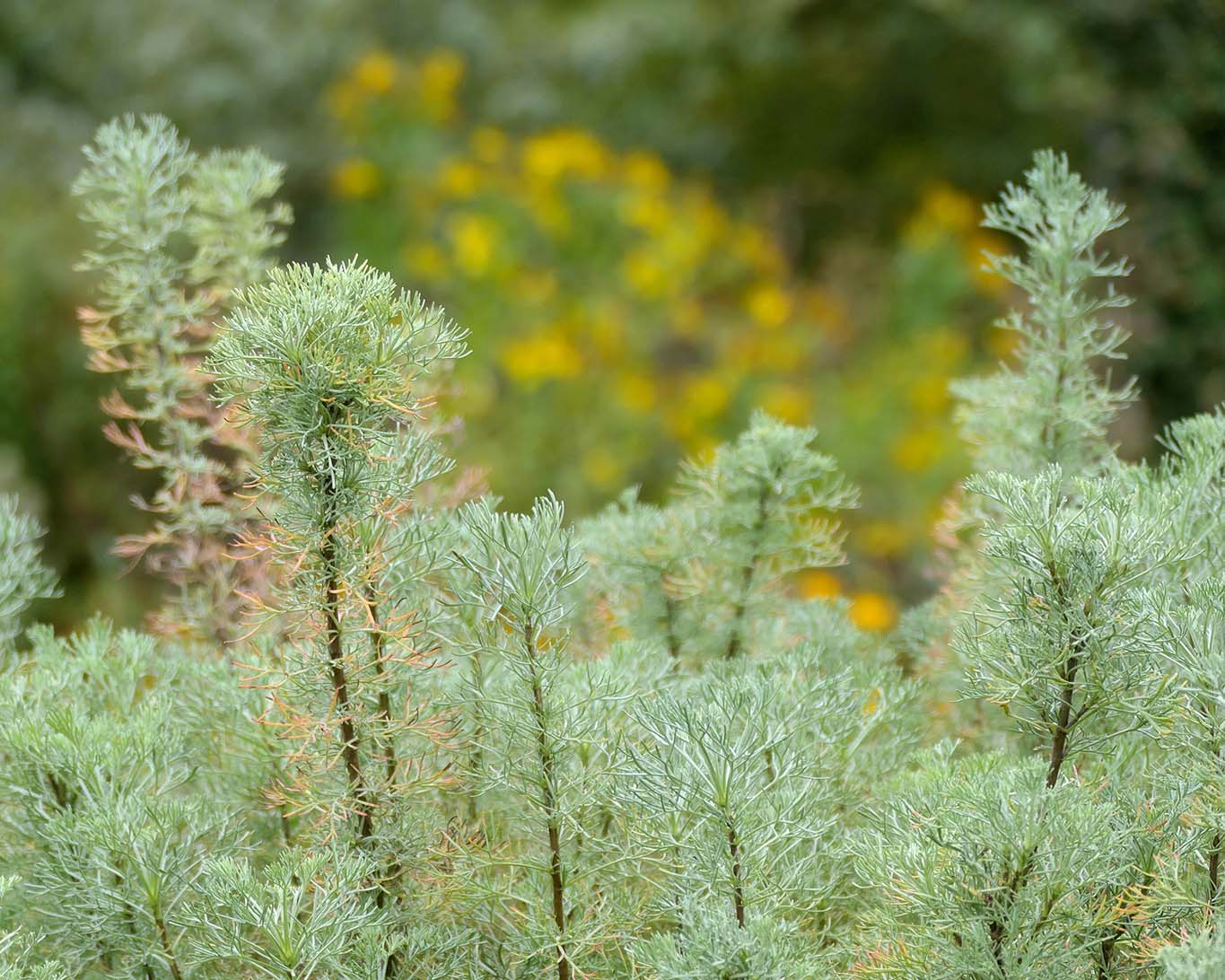 Eberraute im Botanischen Garten Potsdam