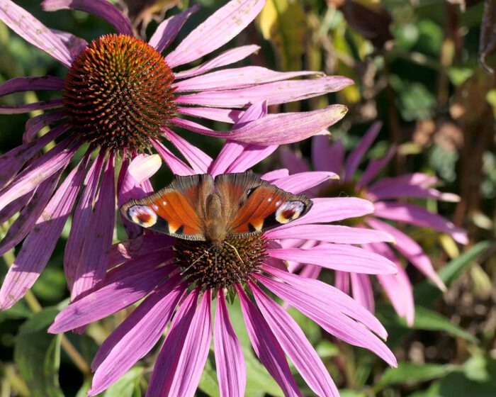 Pfauenauge auf den Blüten der Echinaceen geniessen die Herbstsonne.