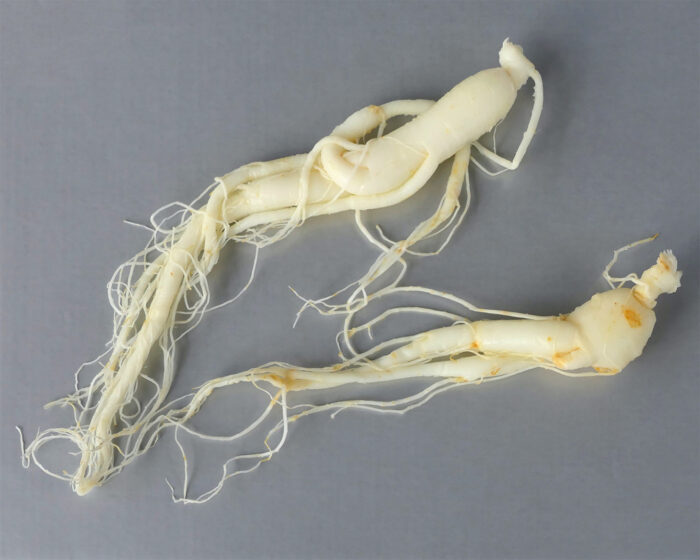 Ginsengwurzel frisch auf grauem Hintergrund