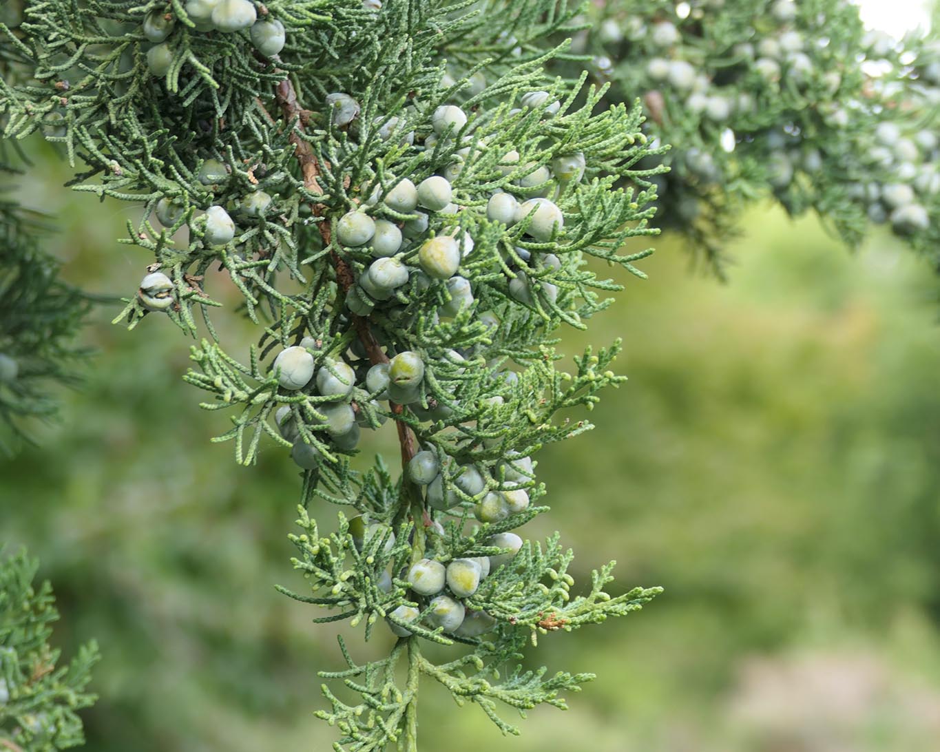 Juniperus chinesis im Botanischen Garten Potsdam