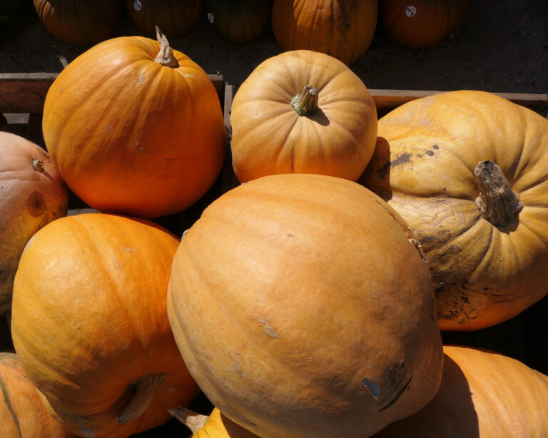 Gartenkürbisse (Cucurbita pepo) haben Saison von Oktober bis November und nicht nur als Laterne zu Halloween.
