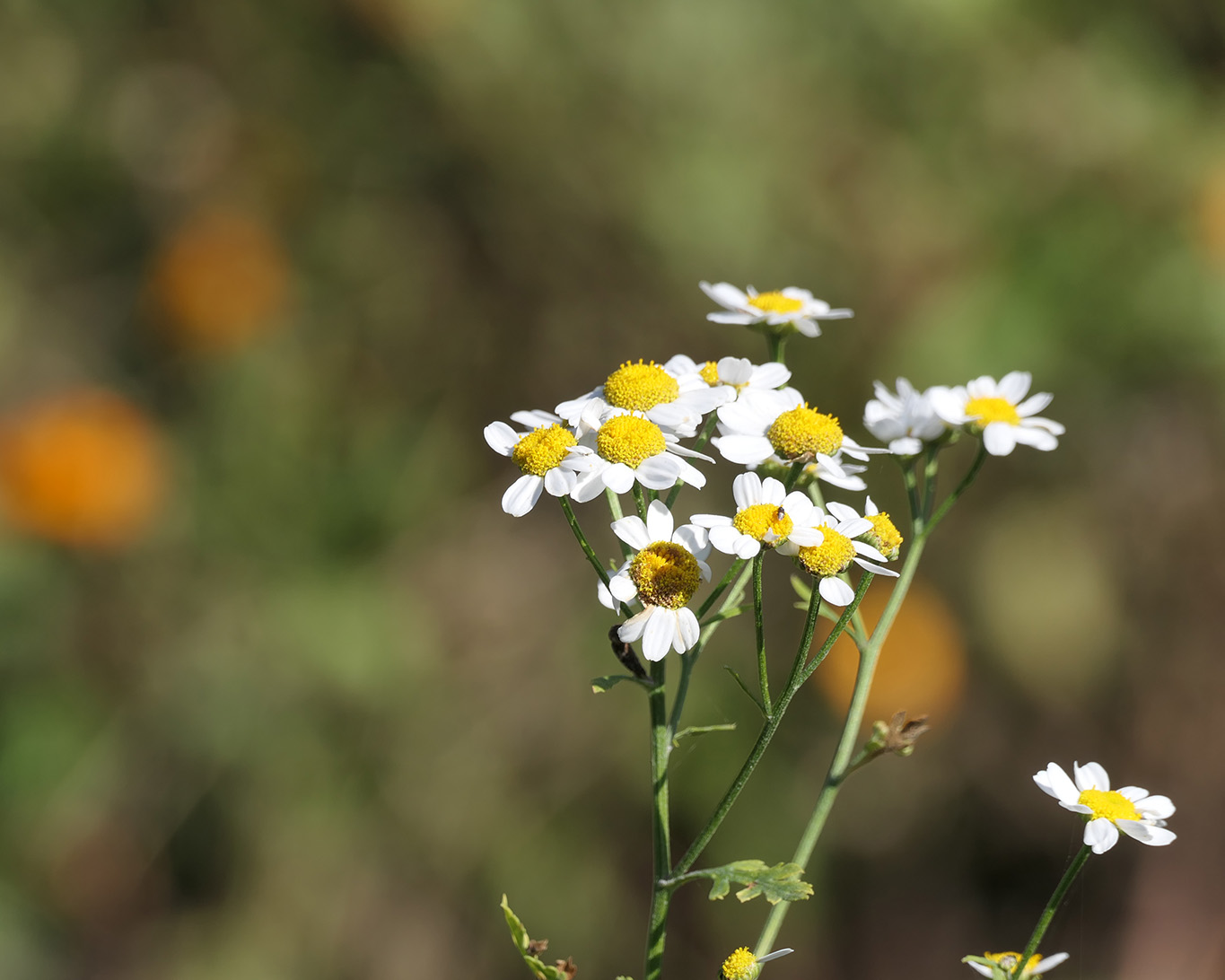 Sonnenbeschienenes Mutterkraut im Klostergarten von Neuzelle.