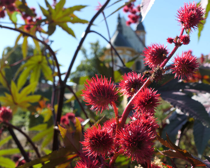 Rhizinusfruchtstände im leuchtenden Rot mit der Stiftskirche im Hintergrund.