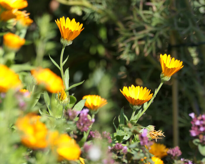 Ringelblumen und Dost im Kräutergarten des Lustgartens Neuzelle.