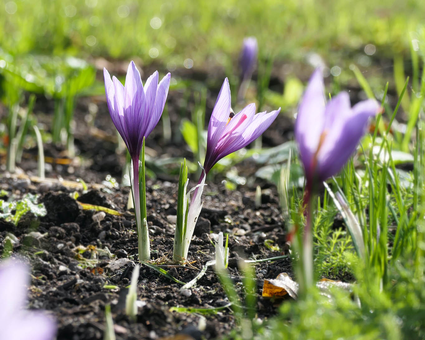 Nicht verwechselt werden dürfen die Safran-Krokusse (crocus sativus) mit den Herbstzeitlosen. Die Safrankrokusse haben die langen tiefroten Fäden, die aus den Blütenkelchen ragen.