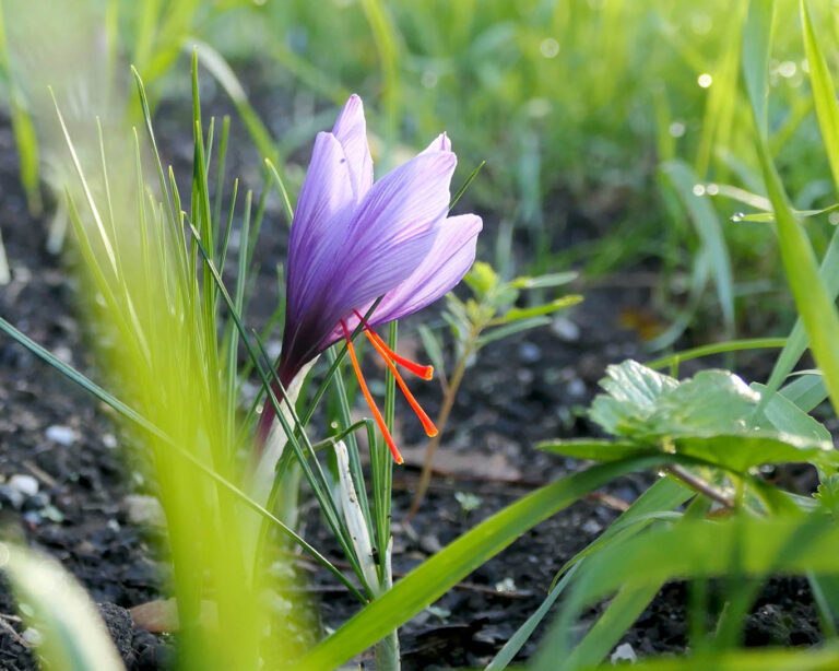 Safran-Krokusse blühen nur wenige Tage im Herbst, im Oktober in unseren Breiten mit ihren beeindruckenden langen Griffeln.