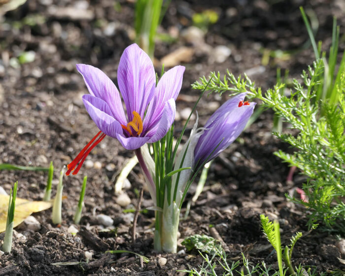 Beim Safran (Crocus sativus L.) handelt es sich nicht um eine offiziell anerkannte Heilpflanze. Seitens der EMA/HMPC wurde keine Monografie erstellt. Die Kommission E des BfArM beschied eine Negativ-Monografie, da die beanspruchten Wirkungen nicht belegt sind.