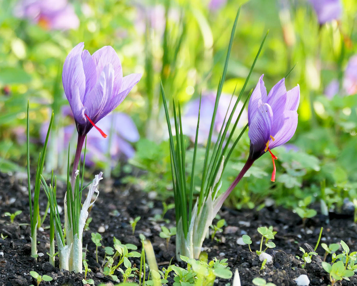 Safran (crocus sativus) blüht nur wenige Tage im Oktober. Es gehört Glück dazu, ihn blühend zu erleben.