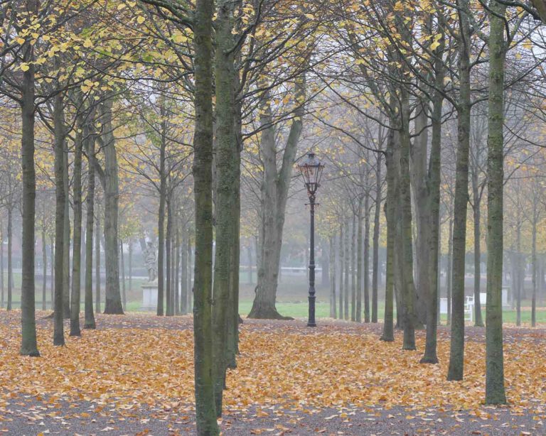 Kahle Stämme und bunte Blätter am Boden. Herbststimmung im Schweriner Schlosspark.