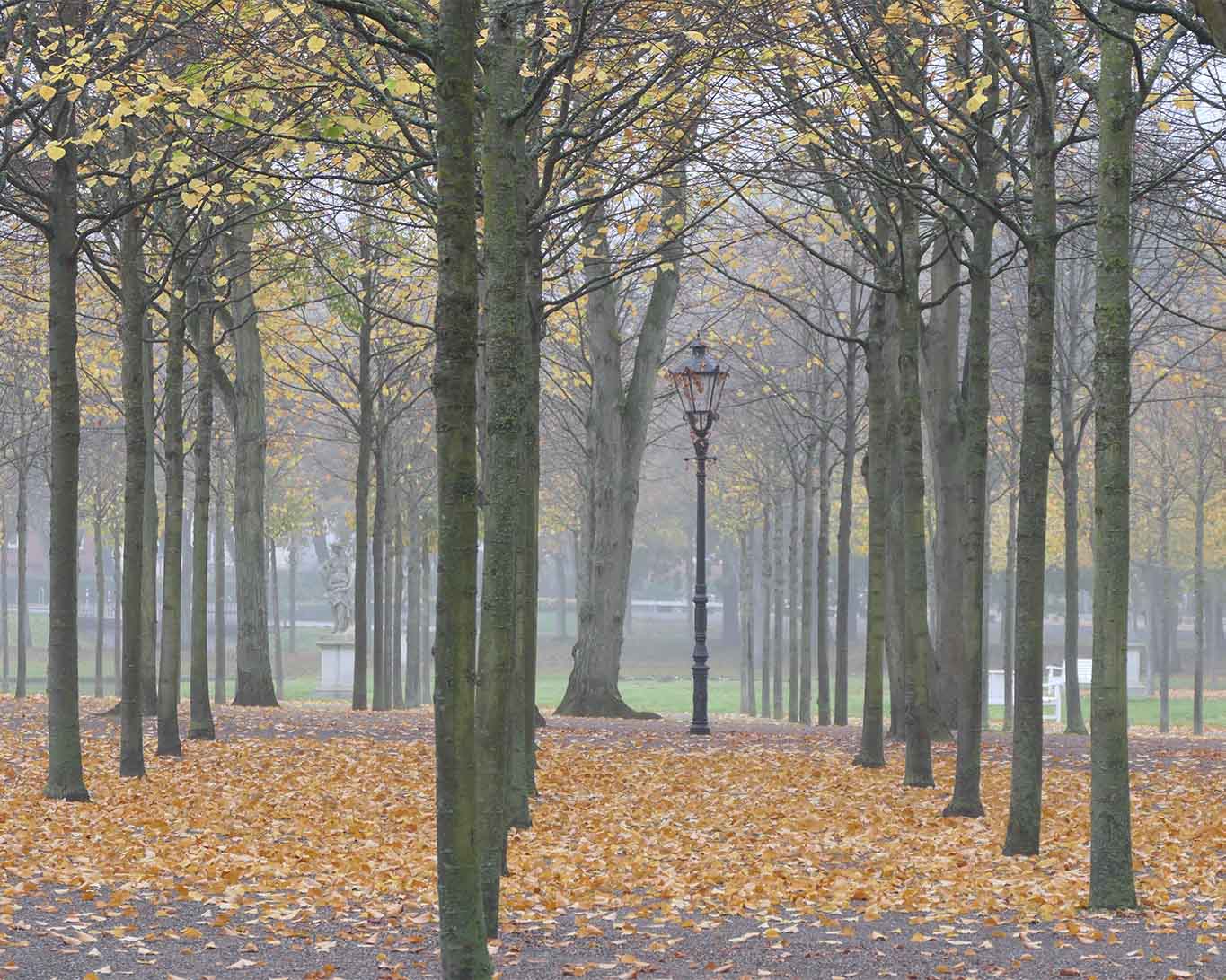 Kahle Stämme und bunte Blätter am Boden. Herbststimmung im Schweriner Schlosspark.