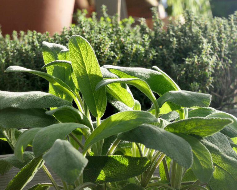 Salbei und Thymian sind eine richtig gute Kombi bei erkältungsbedingtem Husten.