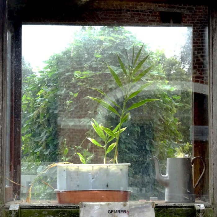 Faszinierendes Wachstum einer Ingwerpflanze im Kruidentuin der Abdij Postel.