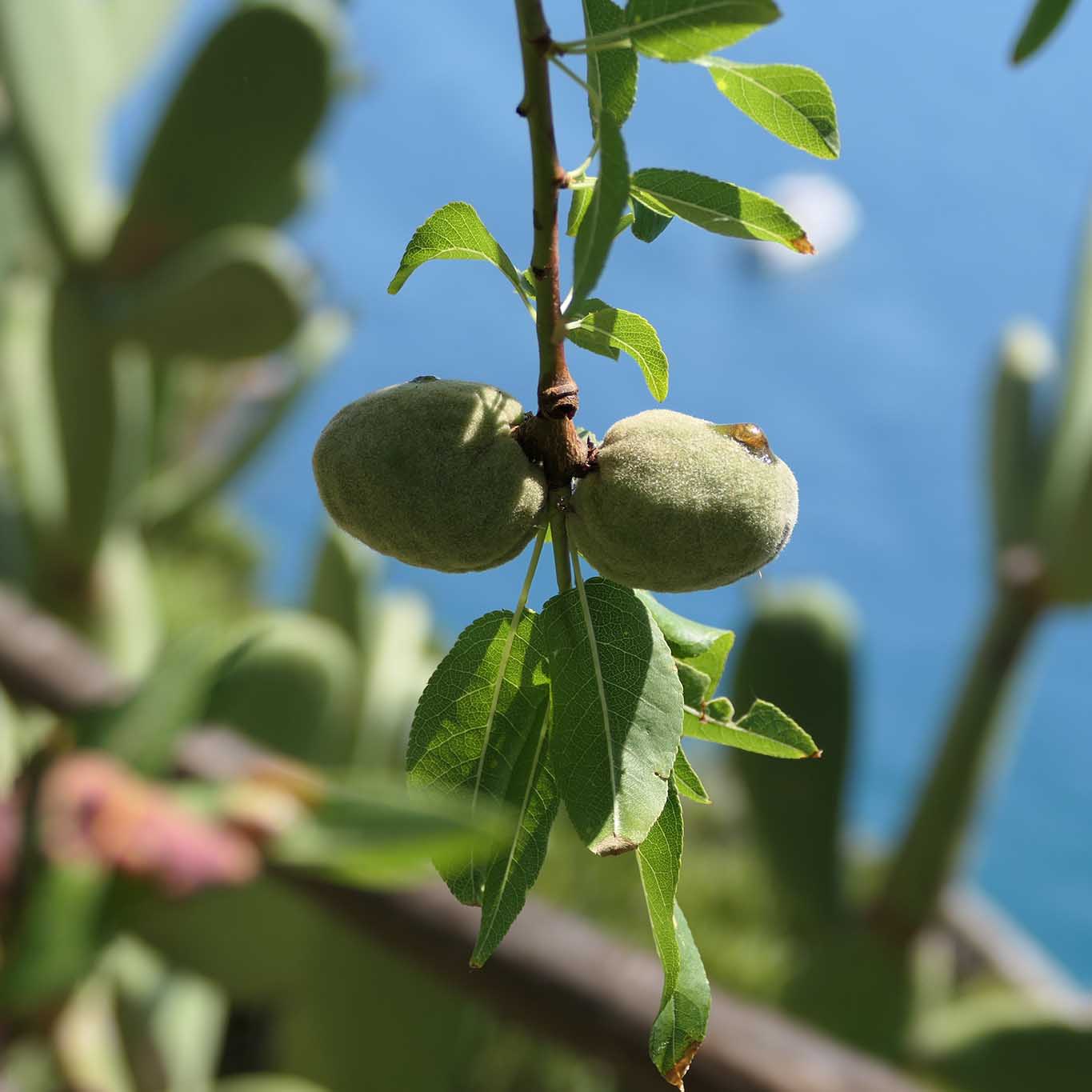 Unreife Mandeln am Baum über dem Mittelmeer im Klostergarten Monterosso.