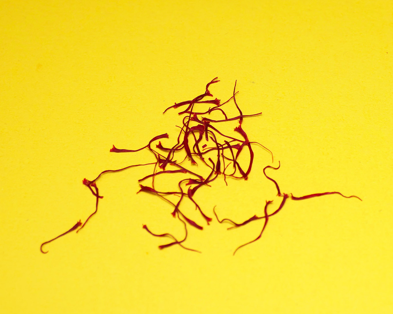 Drei knallrote Staubkelche hat der Safrankrokus. Sie werden zur Blütezeit geerntet und getrocknet. Das ist das wertvolle Gewürz Safran.