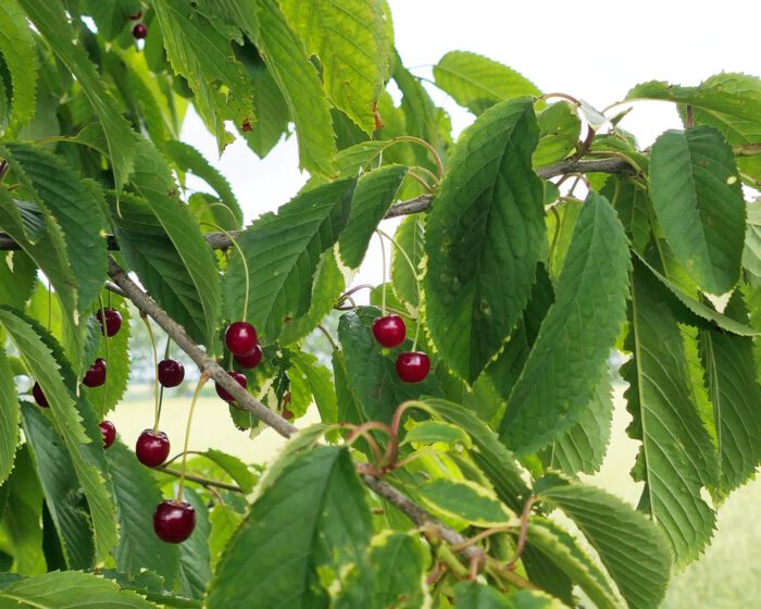 Dichtes Laubwerk schützt die Vogelkirschen vor der gierigen Kundschaft an den Wegesrändern der Normandie Ende Mai.