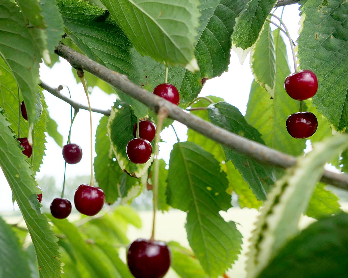 Wilde Vogelkirschen am Wegesrand mitten in der französischen Normandie.