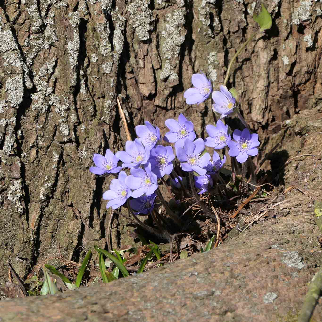 Leberblümchen ist eine typische Signaturpflanze. Aufgrund der Blütenform wurde sie als Leberheilmittel einst verwendet.