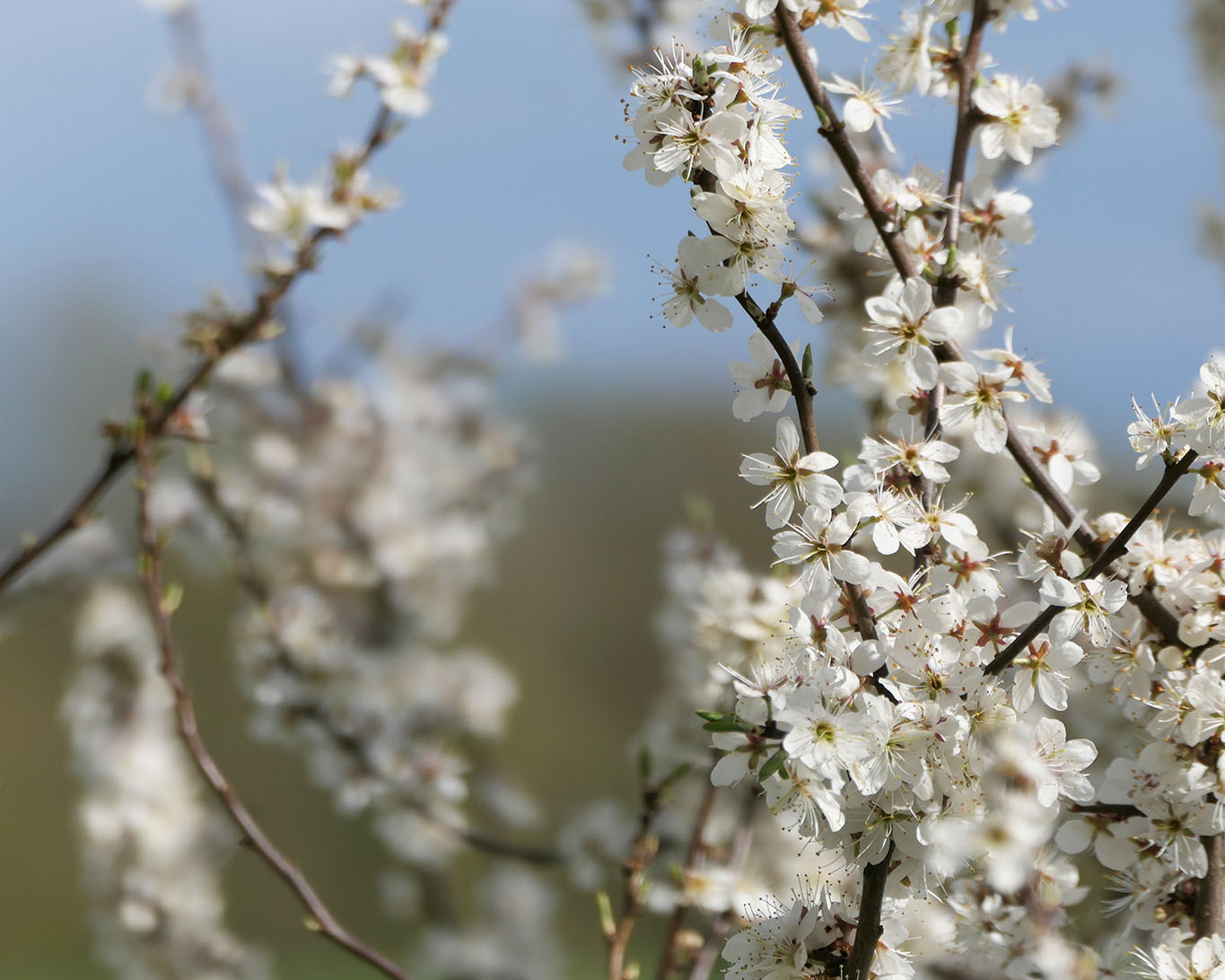 Blühende Schlehensträucher im schleswig-holsteinschen Land unter blauem Frühlingshimmel.