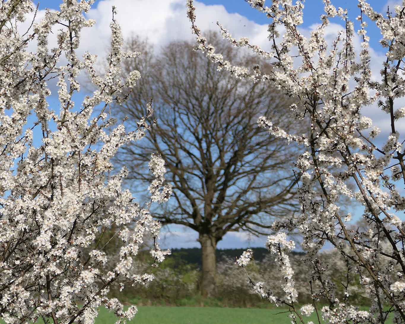 Das Sammeln von Schlehenblüten macht keinen Sinn. Andere Heilpflanzen sind wesentlich besser geeignet. Das Pflücken der Zweige und Blüten raubt Insekten das Futter nach dem langen Winter.