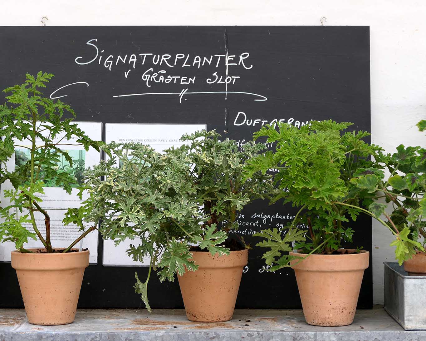 Mit Signaturpflanzen lässt sich in Gärtnereien immer ein gutes Nebengeschäft machen. Menschen glauben an äusserlich ablesbare Eigenschaften von Pflanzen und Kräutern.