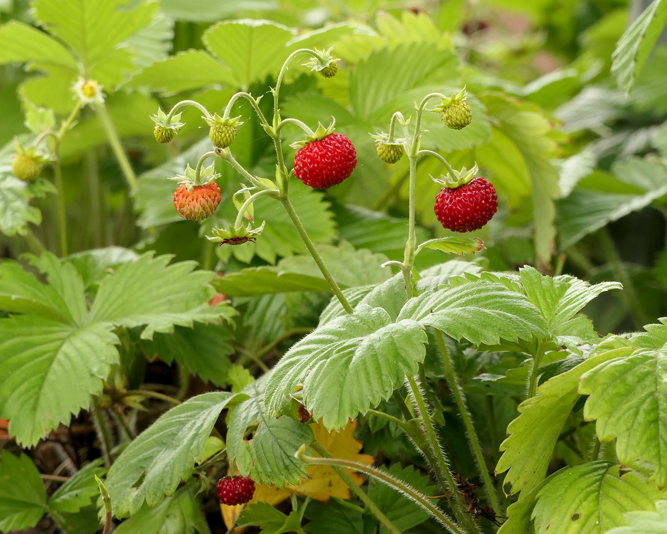 Kleine reife Walderdbeeren vom Riedberg aus dem Botanischen Garten der Goethe-Universität.