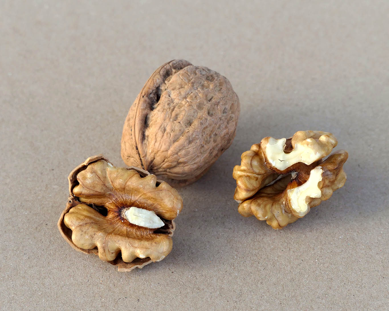 Walnüsse sind gesunde und energiereiche Nervennahrung. Ihre Kerne erinnern an die Gestalt des Gehirns.