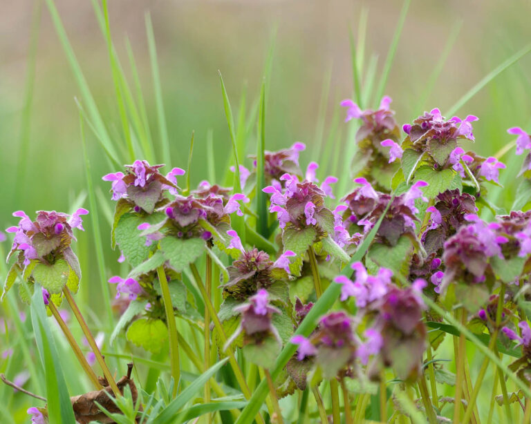Buntnesseln sind die harmlosen Vertreter in der Wiese.