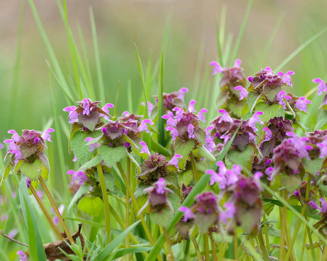 Buntnesseln sind die harmlosen Vertreter in der Wiese.
