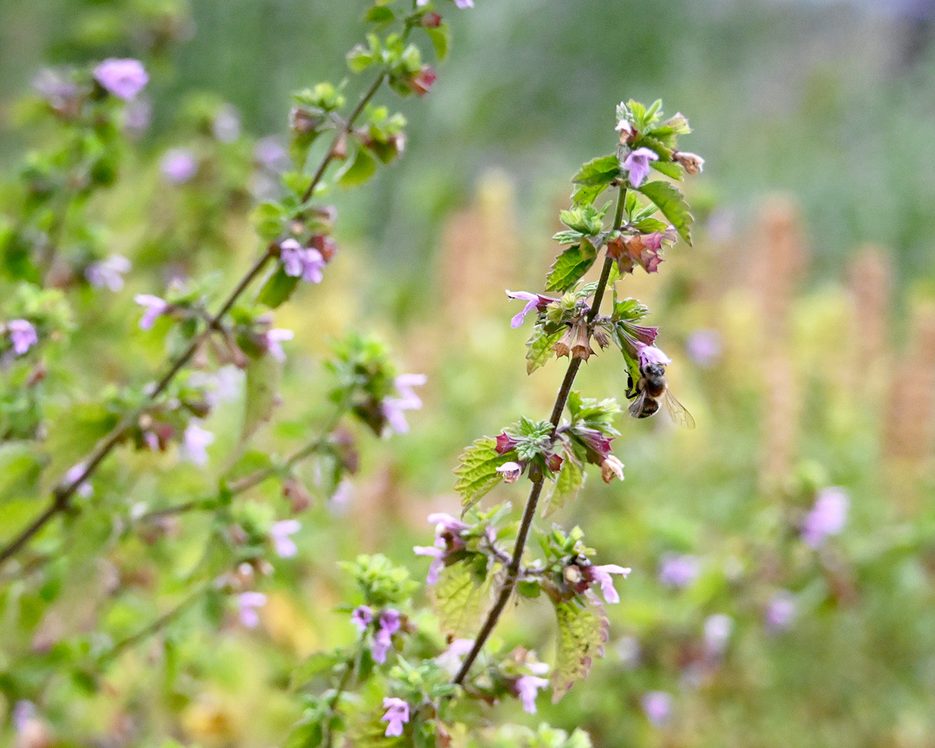 Pflanzliches Schmerzmittel und Insektennahrung sind die Schwarznesseln im Botanischen Garten der Gutenberg-Universität zu Mainz.