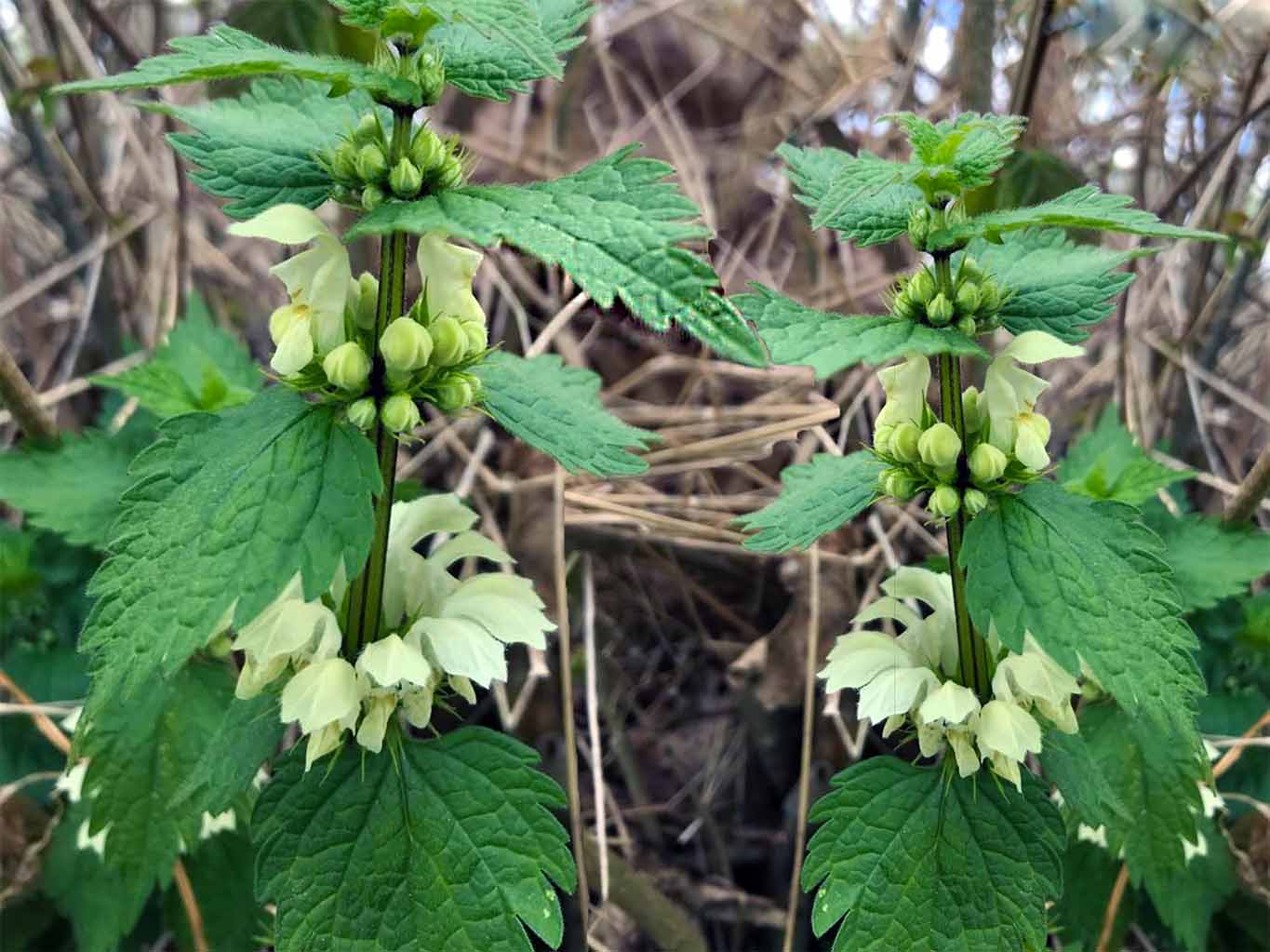 Weisse Taubnesseln am Wegesrand sind Bienenfutter und ein pflückenswertes Heilkraut.