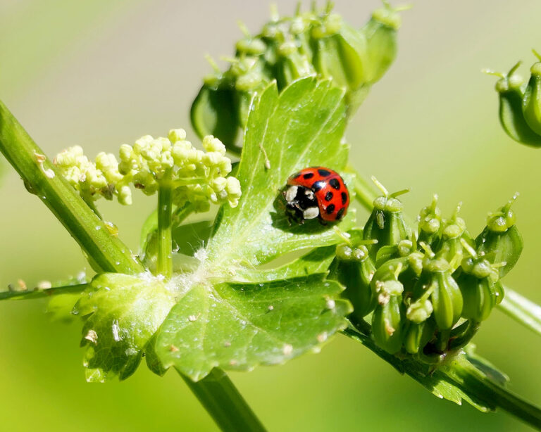 Marienkäfer, bring doch endlich Glück. Hier pfügt einer durch die Blüten des Meisterwurzes.