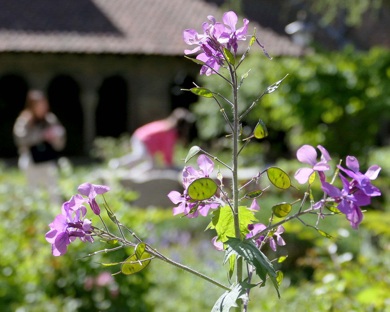 Das Seifenkraut hat sich ins Bild gedrängt und verwehrt den Blick auf den Brunnenstein.