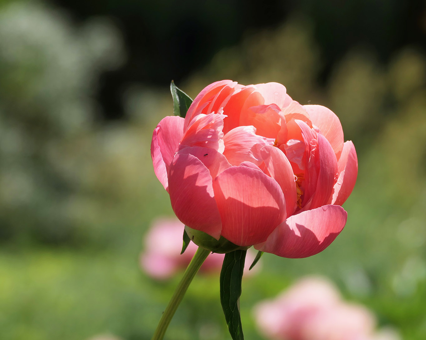 Prächtige Blütenbolle einer Pfingstrose oder Paeonie im Botanischen Garten der Universität turin.
