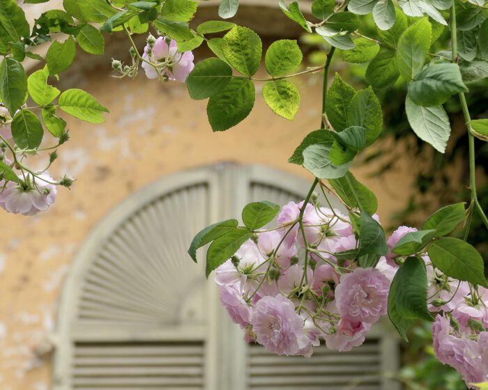 Typisch italienische Gartenkulisse mit Rosen und ockerfarbener Wand.