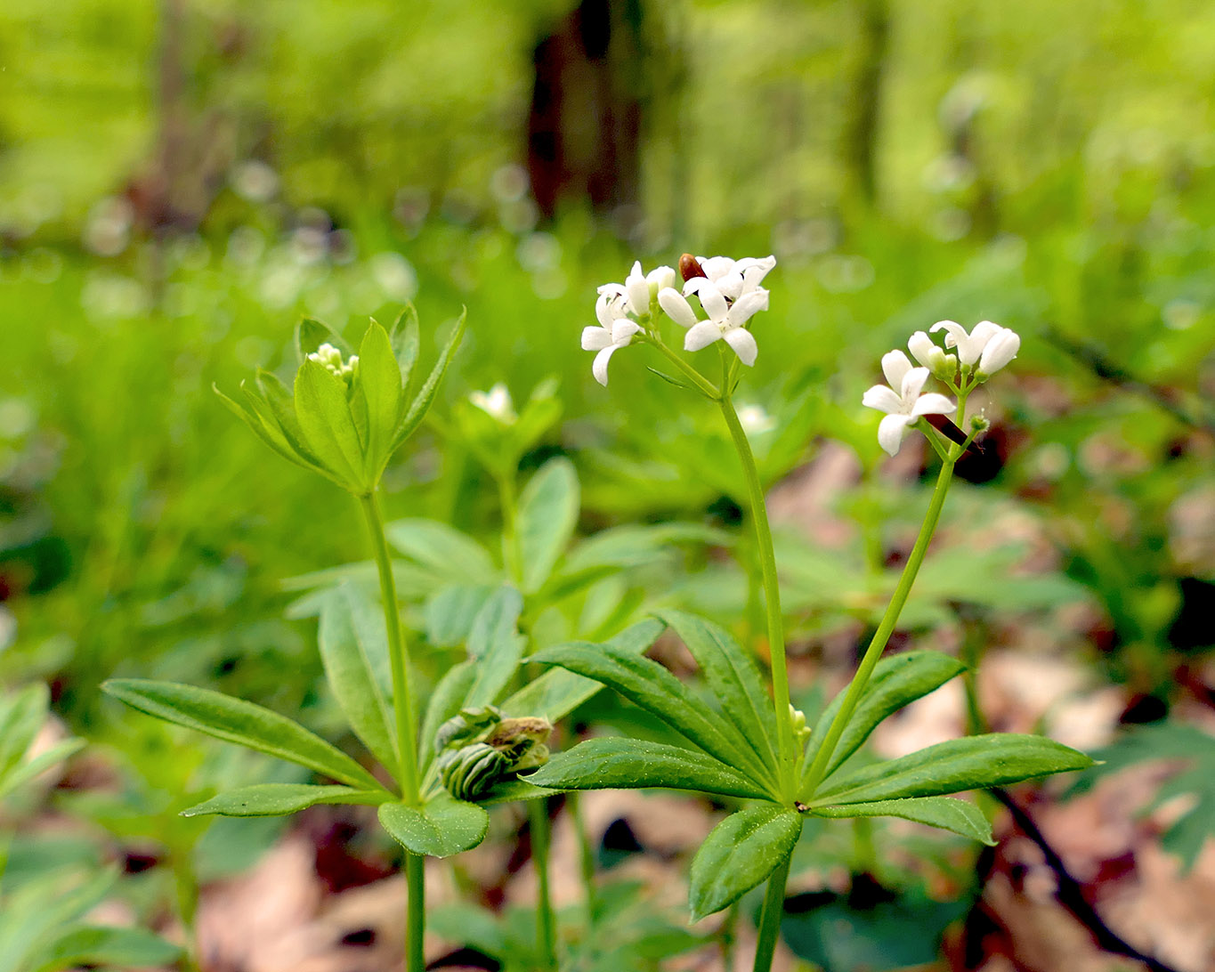 Zartes Maiengrün und ein  liebliches Aroma zeichnet den Waldmeister aus.