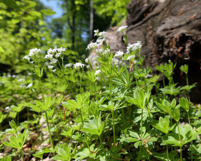 Waldmeister zählt zu den Labkräutern. Es wird auch das Duftende Labkraut genannt. Daher der lateinische Name Galium odoratum.