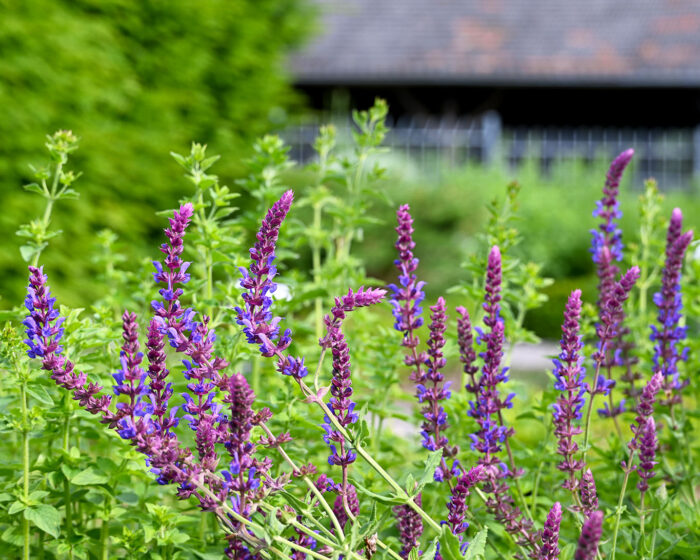 Salbei ist der Klassiker eines jeden Kräutergartens und fehlt auch nicht im Karlsgarten zu Aachen.
