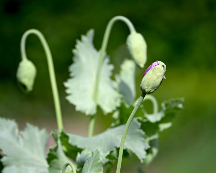 Gar nicht schläfrig ist der Schlafmohn. Nur blühen mag er noch nicht.