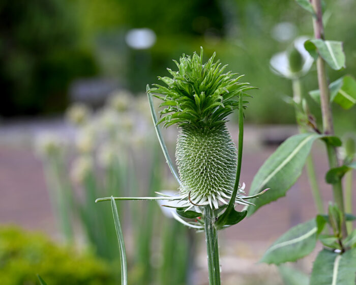 Weberkarde meets Annanas im Karlsgarten zu Aachen.