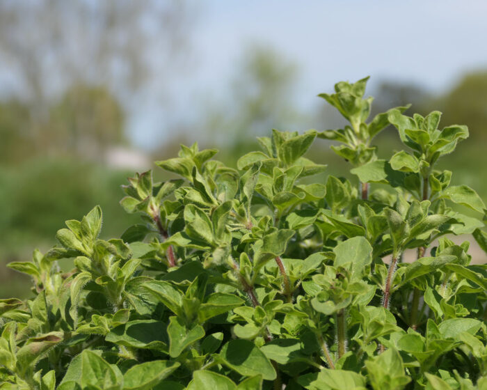 Oregano oder der Echte Dost hat es noch immer nicht zur anerkannten Heilpflanze geschafft. Gottlob bliebt ihm die unbestrittene Ehre als Küchenkraut.