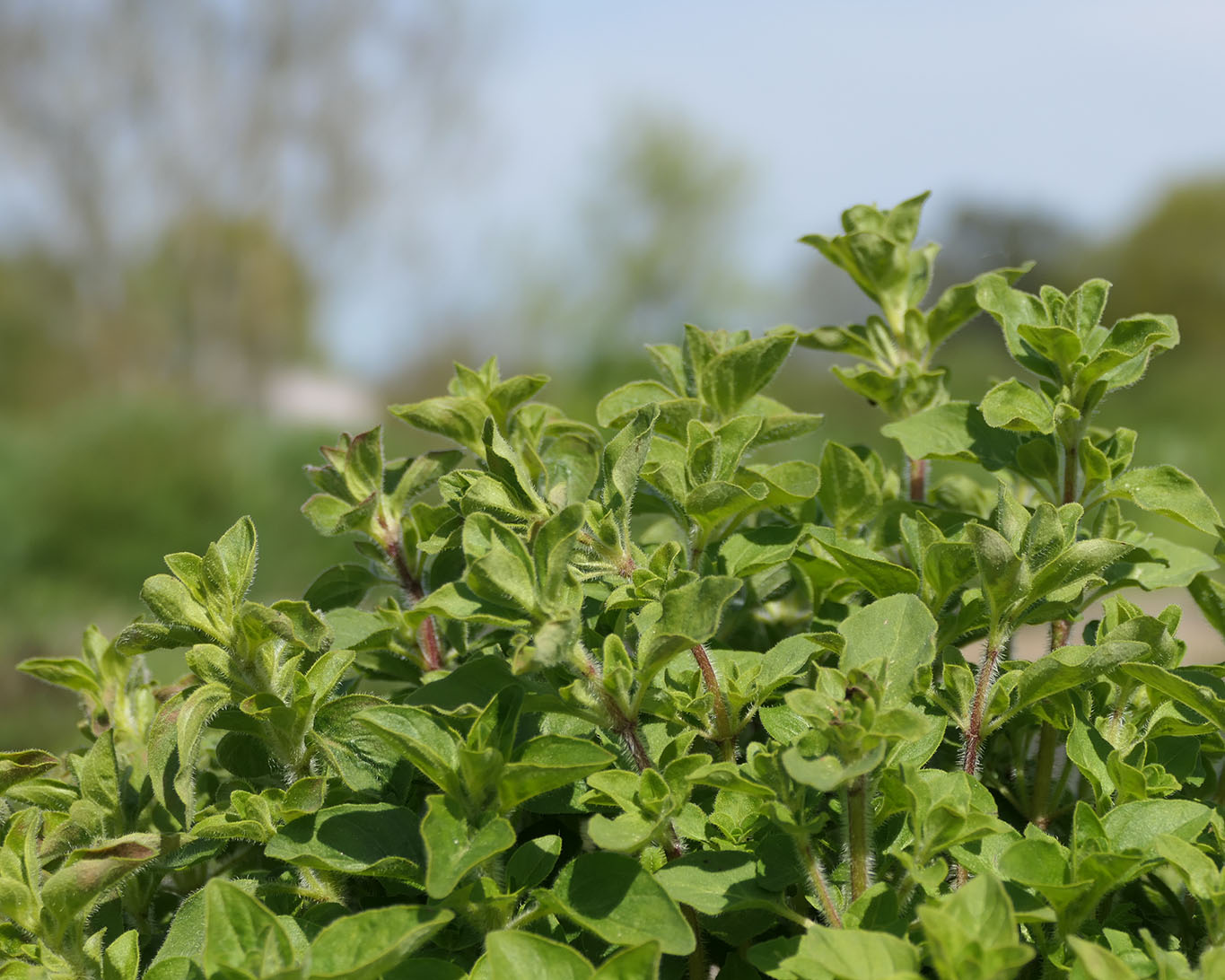 Oregano oder der Echte Dost hat es noch immer nicht zur anerkannten Heilpflanze geschafft. Gottlob bliebt ihm die unbestrittene Ehre als Küchenkraut.