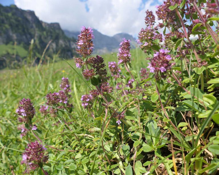 Dostenkraut (Oregano vulgare L.) wird auch wilder Majoran genannt. Wie er in der Schweiz heisst, wissen wir nicht. Jedenfalls sieht er gut aus mit den Alpen im Hintergrund und duftet würzig auf den Wiesen rings um Engelberg.