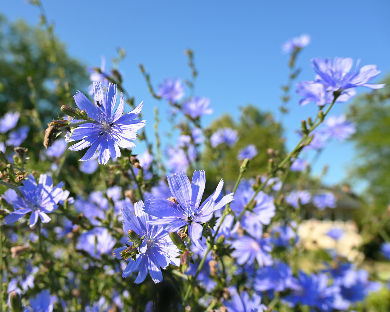 Wegwarten blühen nur für wenige Stunden. Morgens erblühen sie und sind meist mittags schon wieder abgeblüht. Das wiederholt sich mehrfach im Hochsommer.