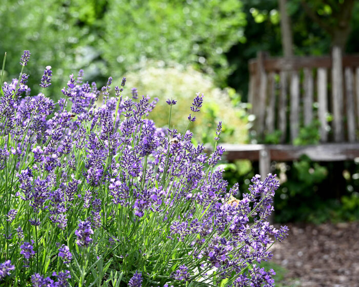 Lavendel hat Saison in Bad Wörishofen: im Kräutergarten und im Duft- und Aromagarten des Kurparks.